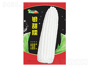 玉米�N子-�y甜糯-科星